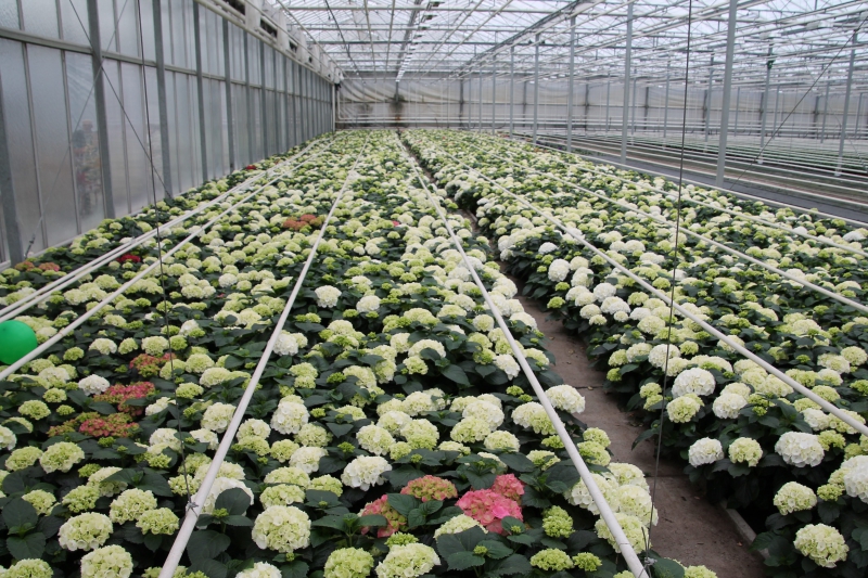 pepiniere-DRAP-min_nursery-hydrangea-white-flowers-greenhouse-flower-1609210-pxhere.com